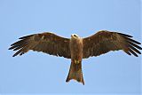 Black Kite